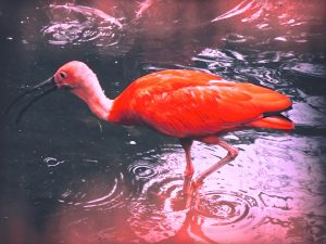 Zoo